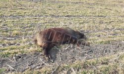 Deși aveau permis de vânătoare pentru vulpi, opt vânători au fost reținuți după ce au vânat cinci mistreți