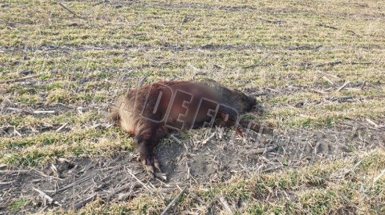 Deși aveau permis de vânătoare pentru vulpi, opt vânători au fost reținuți după ce au vânat cinci mistreți