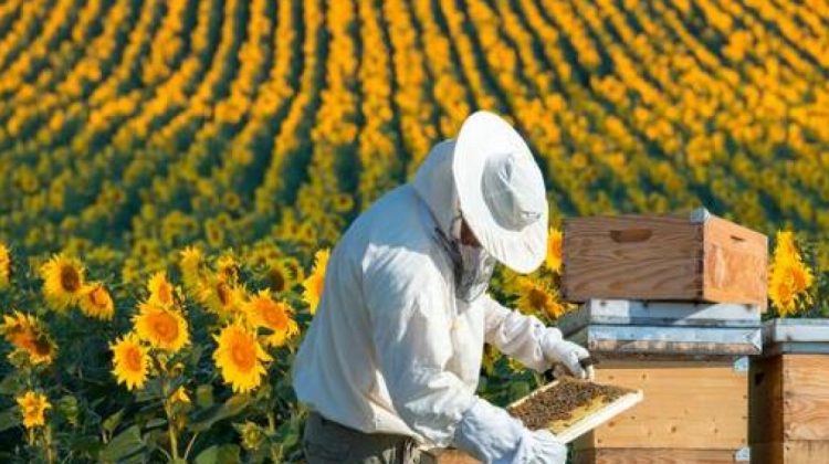 Joburi de viitor: (51) Apicultor digital