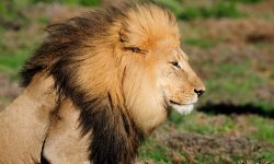 (FOTO) BUN VENIT! Grădina Zoologică din Chișinău are „locatari noi”. Au fost achiziționați 4 lei africani