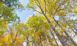 Prima pădure ”inteligentă” din România. Defrișarea ilegală va fi prevenită cu ajutorul tehnologiei