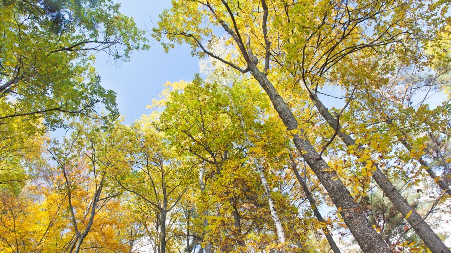 Prima pădure ”inteligentă” din România. Defrișarea ilegală va fi prevenită cu ajutorul tehnologiei