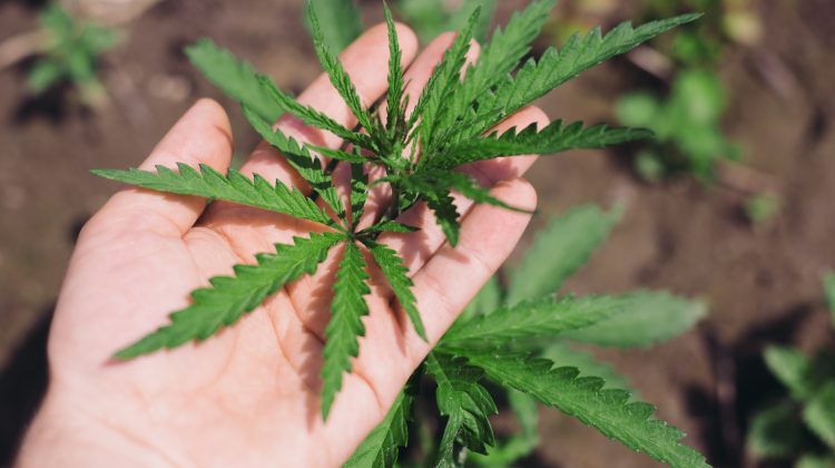 Mexicul urmează să legalizeze marijuana. În ce cazuri va putea fi utilizată