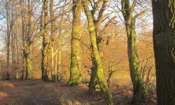 Încă o zi neobișnuit de caldă pentru această perioadă. Prognoza meteo pentru următoarele 24 de ore