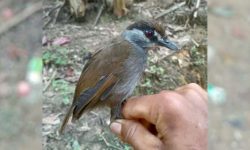 O pasăre care se credea a fi dispărută, identificată de către cercetători după 170 de ani