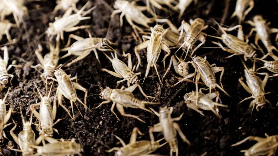 Joburi de viitor: (70) Cricket Farmer