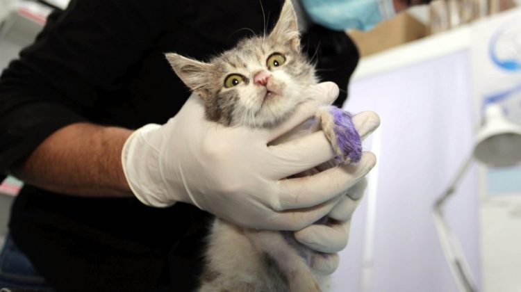 Țara care anunță primul caz de infectare cu tulpina britanică la animale. Ce spun specialiștii