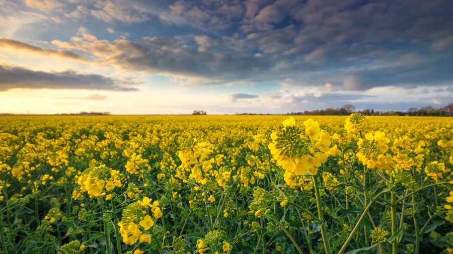 Agricultorii, invitați să depună dosarul pentru a primi motorină. Au timp până pe data de 5 aprilie