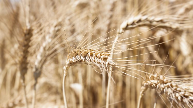 Peste 20 de mii de tone de grâu din rezerva de stat vor fi împrumutate agenților economici
