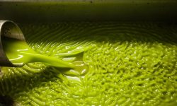 Țara care transformă măslinele în combustibil pentru a încălzi casele! Este mult mai accesibil și ecologic