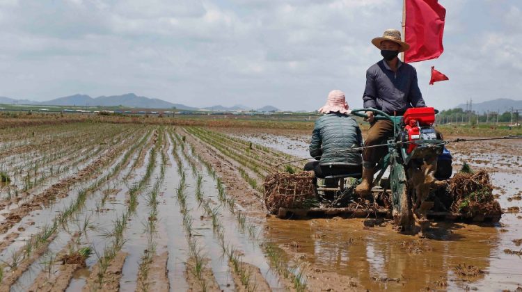 Nici un bob de orez nu trebuie să fie pierdut. Criza alimentară din Coreea de Nord e mai gravă decât se estima