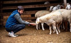 (FOTO) Afaceri de succes cu oierit la Borogani! Cum reușesc să implementeze tehnologiile și să obțină venituri decente