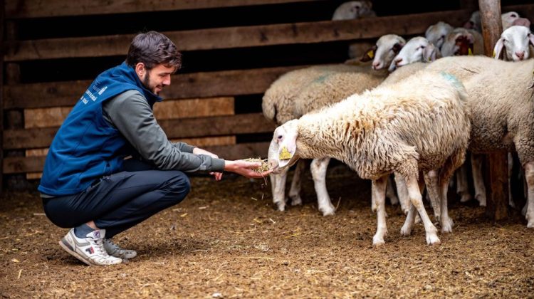 (FOTO) Afaceri de succes cu oierit la Borogani! Cum reușesc să implementeze tehnologiile și să obțină venituri decente
