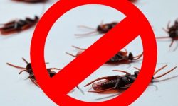 ȘOCANT! Gândaci în zona de comercializare și capcane pentru rozătoare! Nereguli grave în magazinele din România (FOTO)