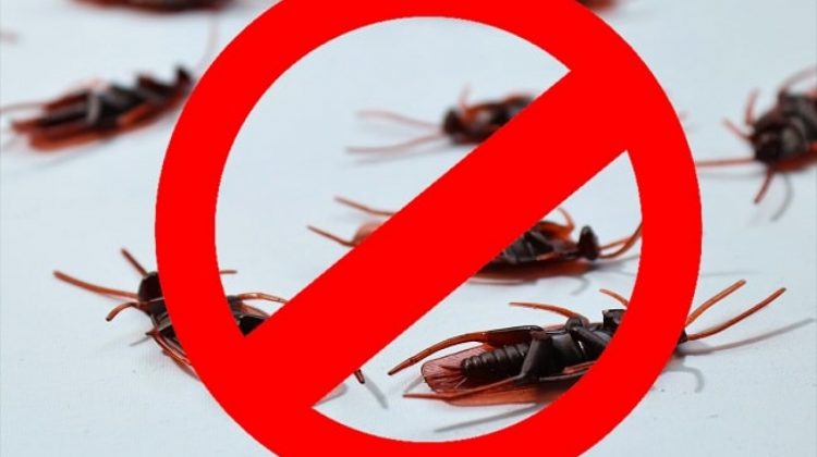 ȘOCANT! Gândaci în zona de comercializare și capcane pentru rozătoare! Nereguli grave în magazinele din România (FOTO)