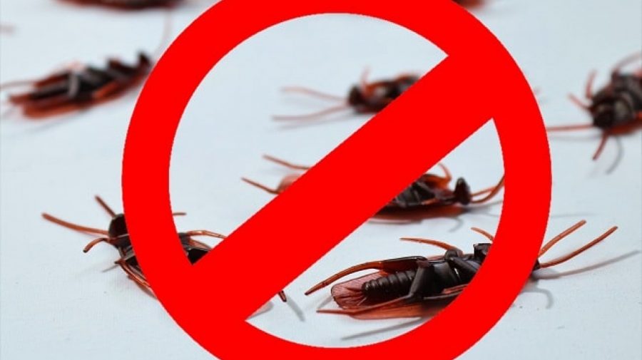 ȘOCANT! Gândaci în zona de comercializare și capcane pentru rozătoare! Nereguli grave în magazinele din România (FOTO)