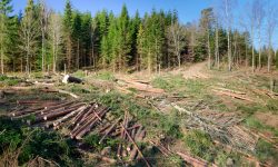 ÎNGRIJORĂTOR! Câtă pădure a pierdut lumea. Cifrele care arată ritmul alarmant al defrișărilor pe glob