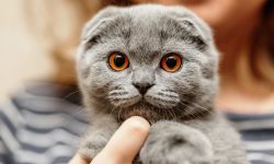 La Chișinău se deschide un magazin de caritate. „Inimă Pură”, afacerea socială ce susține animalele din stradă