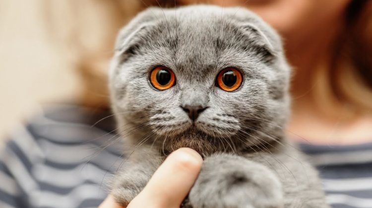 La Chișinău se deschide un magazin de caritate. „Inimă Pură”, afacerea socială ce susține animalele din stradă