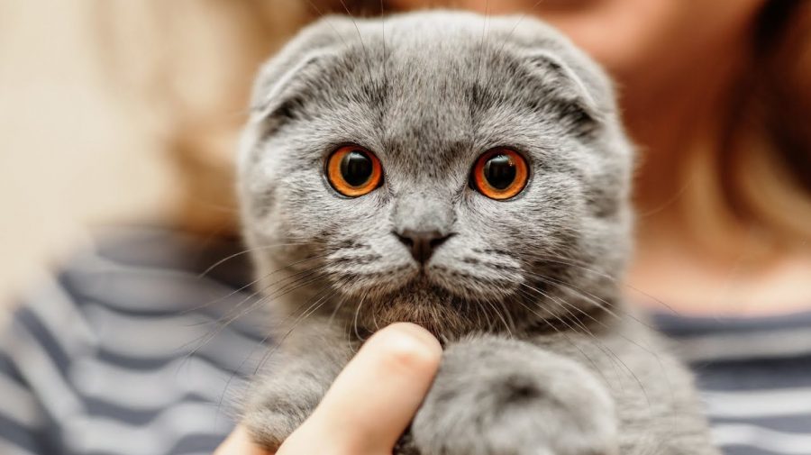 La Chișinău se deschide un magazin de caritate. „Inimă Pură”, afacerea socială ce susține animalele din stradă