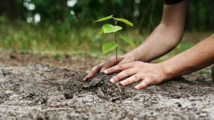 Încă nu ai planuri de weekend? Primăria Chișinău invită cetățenii la plantat copaci