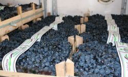 Câți struguri au pus fermierii moldoveni în frigidere?