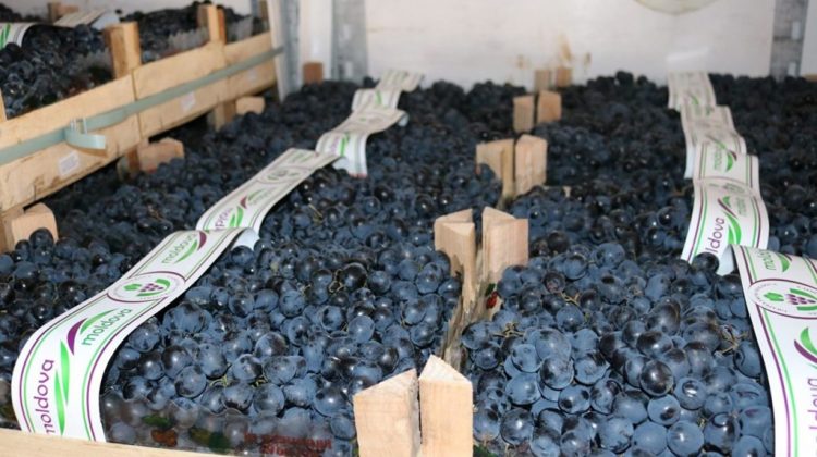 Câți struguri au pus fermierii moldoveni în frigidere?