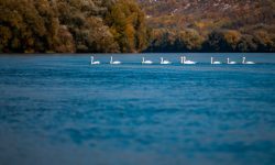 FOTO Mastodontul hidroenergetic și apele uzate de la Soroca au „omorât” râul Nistru