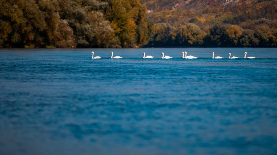 FOTO Mastodontul hidroenergetic și apele uzate de la Soroca au „omorât” râul Nistru