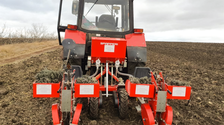 Un lan de levănțică a fost plantat la Colegiul Agroindustrial din Rîșcani cu suportul UE. Vor produce uleiuri eterice