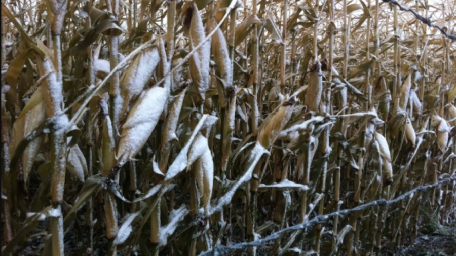 Anul Nou la ușă bate, dar porumbul rămâne pe deal. A cincea parte din roadă, sub zăpadă