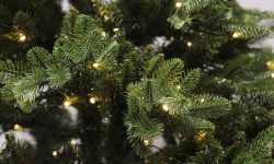 Circa 50 de mii de brazi au fost scoși la vânzare de Moldsilva! Cât trebuie să scoată moldovenii din buzunar