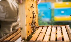 Moldovenii își vor propriile regine! Producătorii vor să dezvolte material genetic autohton