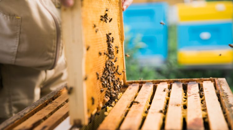 Moldovenii își vor propriile regine! Producătorii vor să dezvolte material genetic autohton