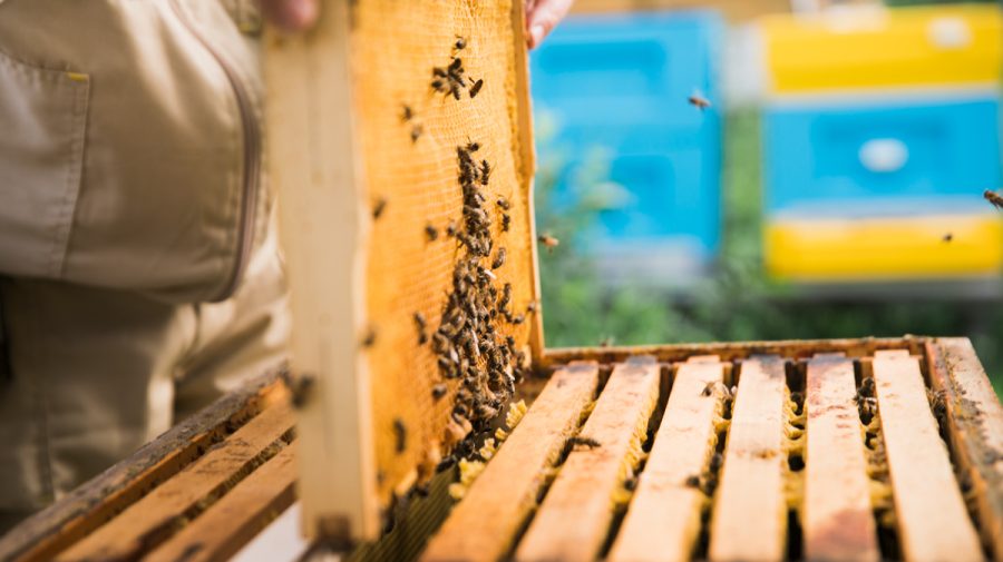 Moldovenii își vor propriile regine! Producătorii vor să dezvolte material genetic autohton