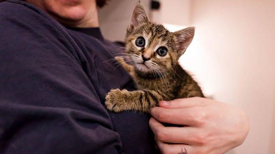 Britanicii sfătuiţi să-şi ţină în braţe animalele pentru facturi mai mici, dar Europa iubeşte în continuare gazele