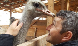 Au investit banii de la nuntă într-o afacere cu struți africani. „Am început cu 5.000 de euro”