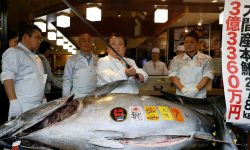 Un bărbat a plătit 129.000 de euro pentru un ton. Cine urmează să guste din peștele care a costat o avere