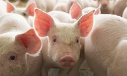 Focar de pestă porcină africană într-un sat din raionul Briceni! Ce trebuie să facă proprietarii de porci