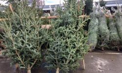 Sărbătoare și pentru animalele de la Grădina Zoologică. Metodă inedită de reciclare a brazilor tăiați de Crăciun