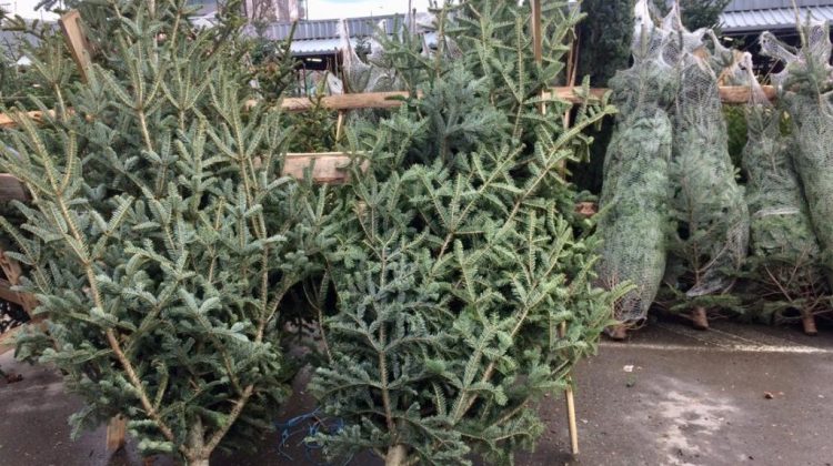 Sărbătoare și pentru animalele de la Grădina Zoologică. Metodă inedită de reciclare a brazilor tăiați de Crăciun