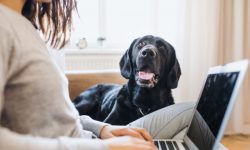 Cum să economisești la facturile pentru încălzire! O companie din UK își îndeamnă clienții să îmbrățișeze animalele