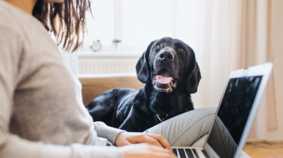 Cum să economisești la facturile pentru încălzire! O companie din UK își îndeamnă clienții să îmbrățișeze animalele