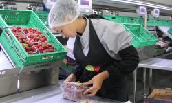 Românii care nu se vaccinează și-ar putea pierde dreptul de a munci în Germania