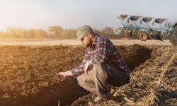 Cursul valutar le joacă festa agricultorilor. Primăvara leul este slab, iar în toamnă prinde puteri