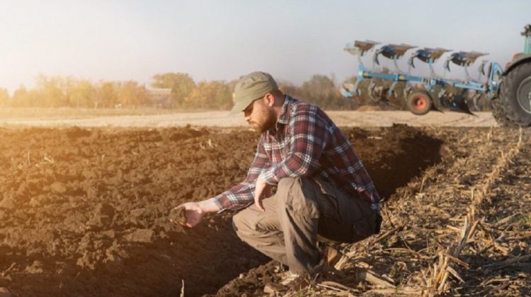 Cursul valutar le joacă festa agricultorilor. Primăvara leul este slab, iar în toamnă prinde puteri