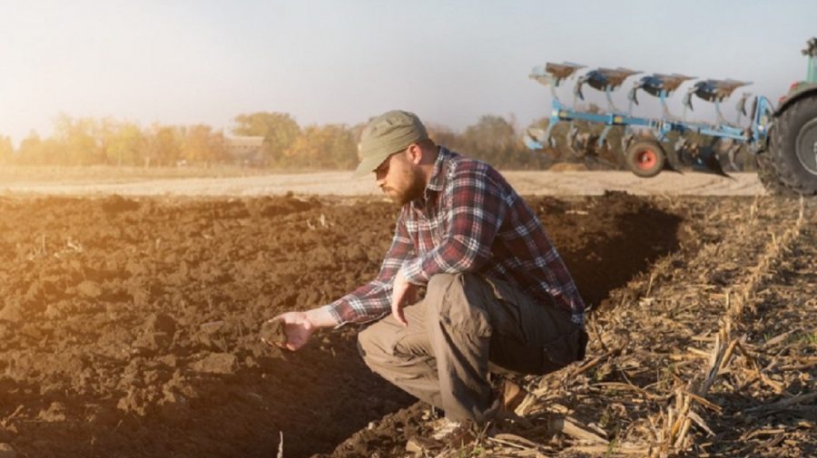 Cursul valutar le joacă festa agricultorilor. Primăvara leul este slab, iar în toamnă prinde puteri