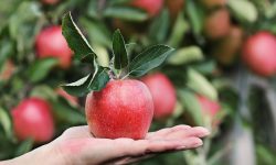 Merele din Moldova și Ucraina, pe placul Tadjikistanului, chiar dacă sunt mai scumpe! De ce nu se vând produsele locale