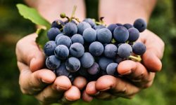 Moldova poate da lovitura pe piața din UE, după ce rușii au vrut să-i îngenuncheze pe exportatorii de fructe