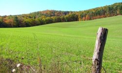 Concurs de granturi pentru primării. Străinii compensează 100% investițiile la înființarea pășunilor